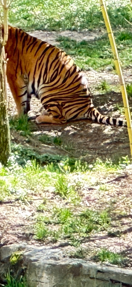 Ripple Likely to Top $1.50 in 2024 – Report from watcher.guru